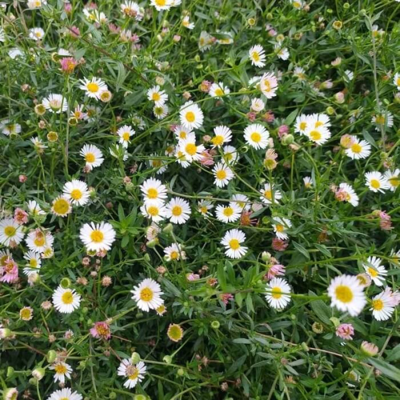 Erigeron karvinskianus